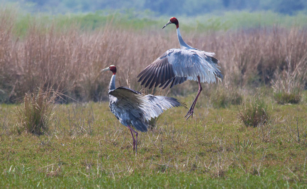 Bharatpur Keoladeo National Park

