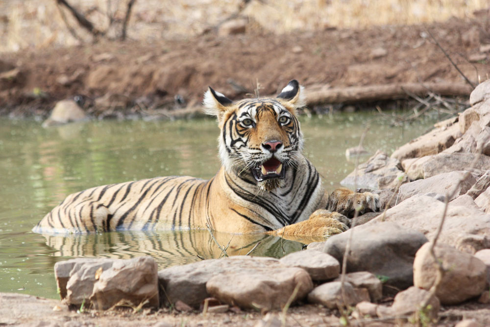 Ranthambore Tiger Reserve